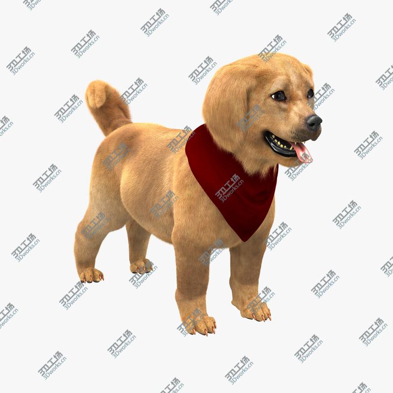 images/goods_img/2021040232/Retriever Puppy with Fur/1.jpg